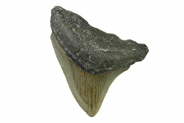 Serrated, Juvenile Megalodon Tooth - North Carolina #338537